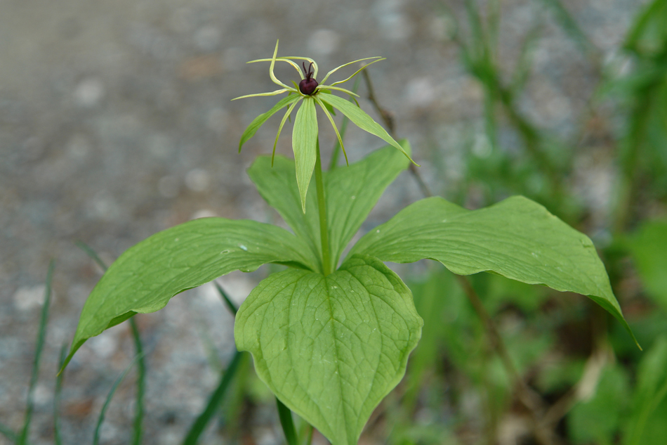 Paris quadrifolia